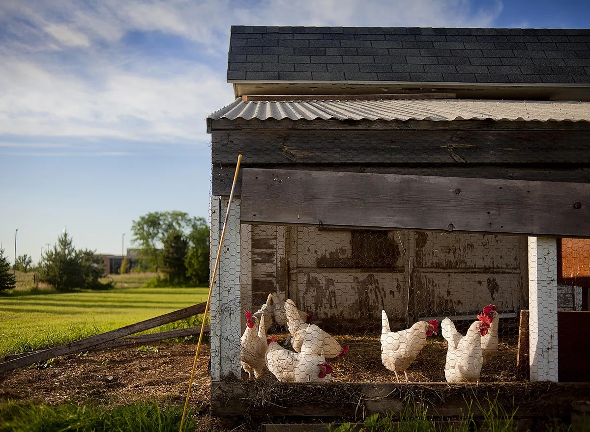 Курятники запретят: подписано новое решение для всех граждан, которые держат кур