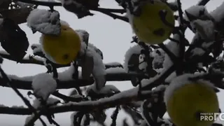 Яблоки под снегом в Константиново