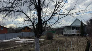 Клен засох и поросль полегла: убрать дерево помог простой способ — сработает с любой другой породой