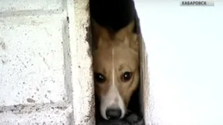 В Хабаровске спасли собаку, на 3 года замурованную в подвале