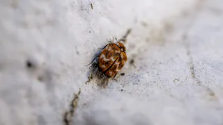 В Магнитогорске клещи активизировались раньше срока