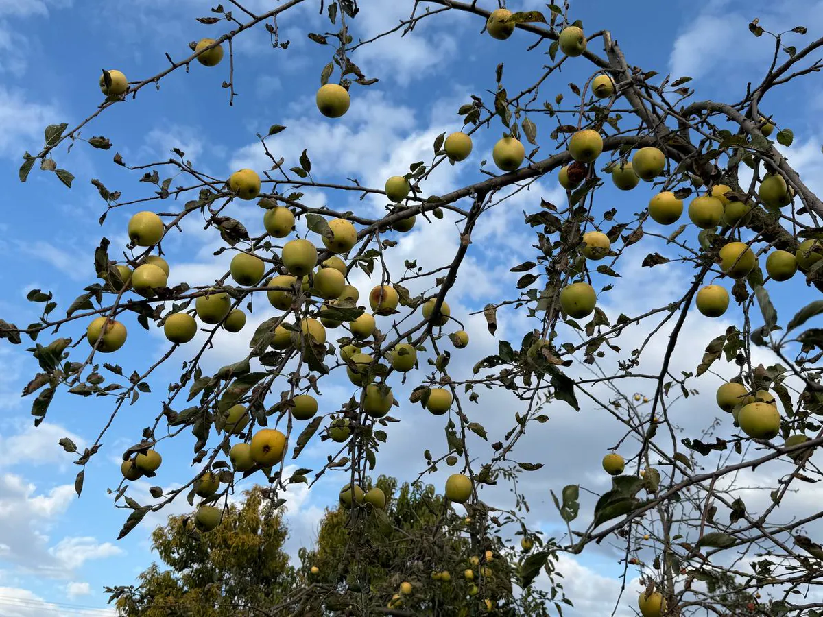 Идеальные сорта яблонь: узнаем с закрытыми глазами по аромату – сажайте быстрее