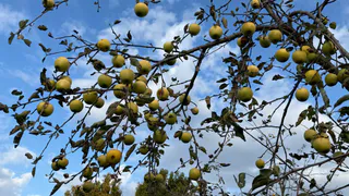 Идеальные сорта яблонь: узнаем с закрытыми глазами по аромату – сажайте быстрее