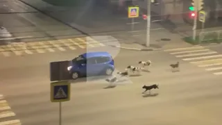 На улице Гагарина в Рязани засняли нападающих на машины собак