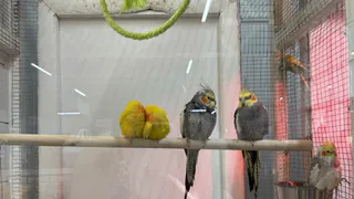 Попугай заговорит уже через неделю: 3 профессиональных приема - работают на 100%