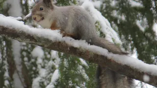 В Ковровском районе крупным планом засняли белку