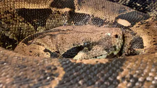 В Челябинской области проснулись змеи, людям стоит опасаться