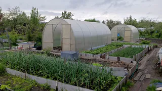 Посыпала грядку этим в конце мая — луковая муха не появлялась до конца сезона: на луке ни одного желтого перышка