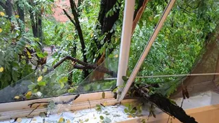 В Рязани дерево упало и разбило стекла на 2 и 3 этажах МКД