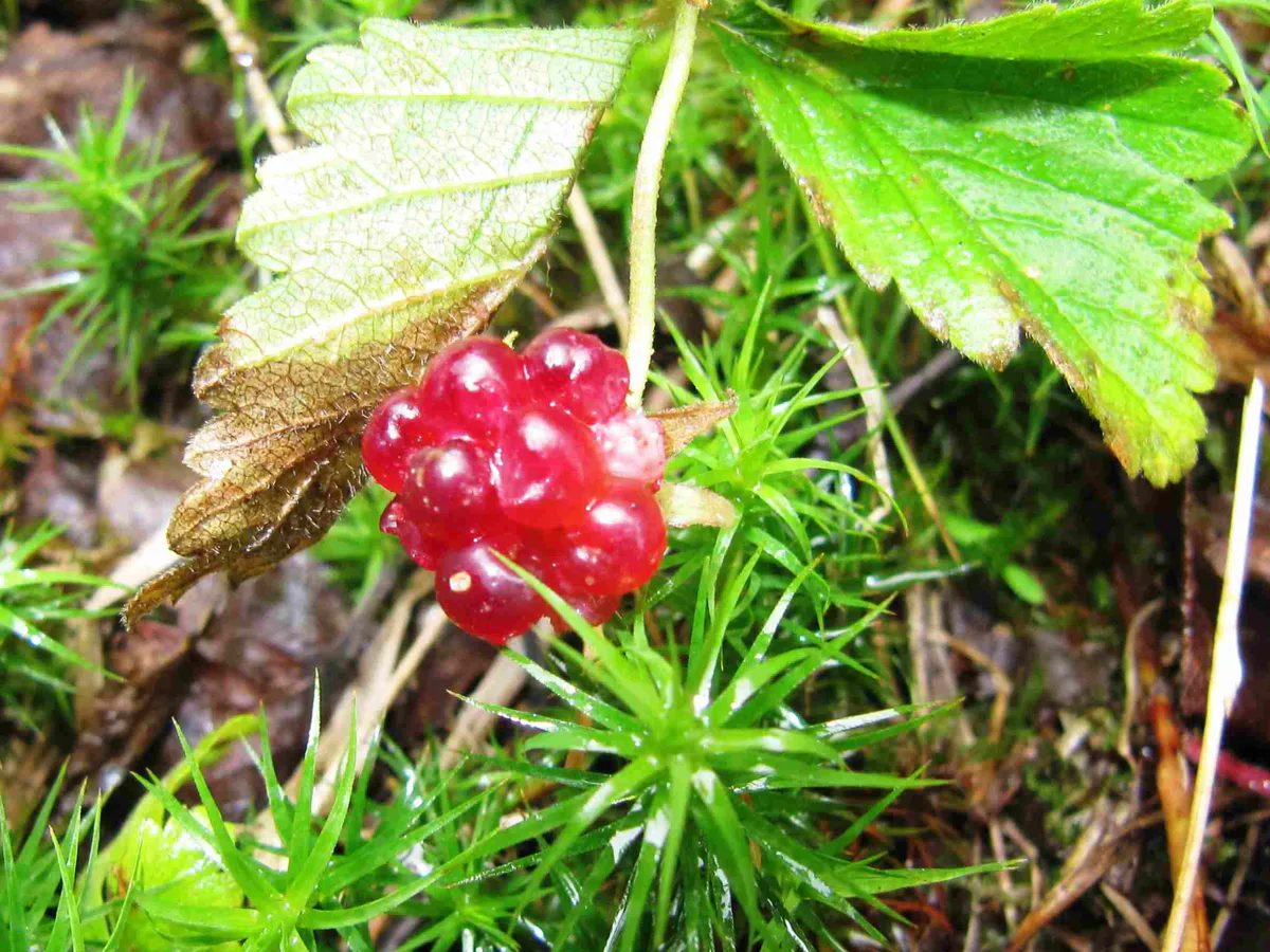 Редкая ягода зацвела в Челябинской области: где можно собирать княженику и почему она так дорого стоит