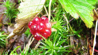 Редкая ягода зацвела в Челябинской области: где можно собирать княженику и почему она так дорого стоит