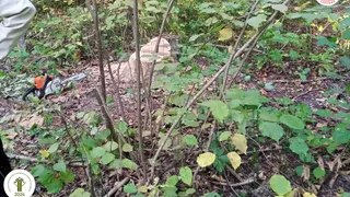 Лесники нашли место преступления в чувашском лесу во время патрулирования