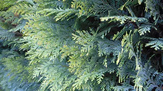 Туя: почему это растение имеет дурную славу и стоит ли его сажать на участке