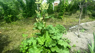 Овощ, который умертвляет почки: в Европе его не едят, а в России многие обожают и детям дают