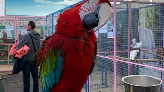 Штраф - 3000: в Рязани на выставке животных обнаружили нарушения