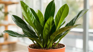 Раз в месяц протирайте замиокулькас продуктом с кухни: цветок порадует новыми листьями – а деньги потекут в карманы рекой