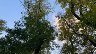 В Пензенской области проведут оценку более 260 тысяч гектаров лесов