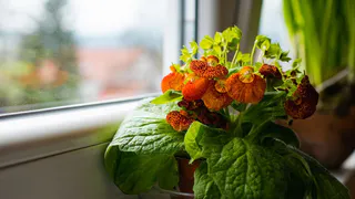 Эти цветы в жилище способны принести финансовую удачу и счастье