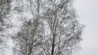 МЧС предупреждает: Рязанскую область накроет метель и сильный снег 