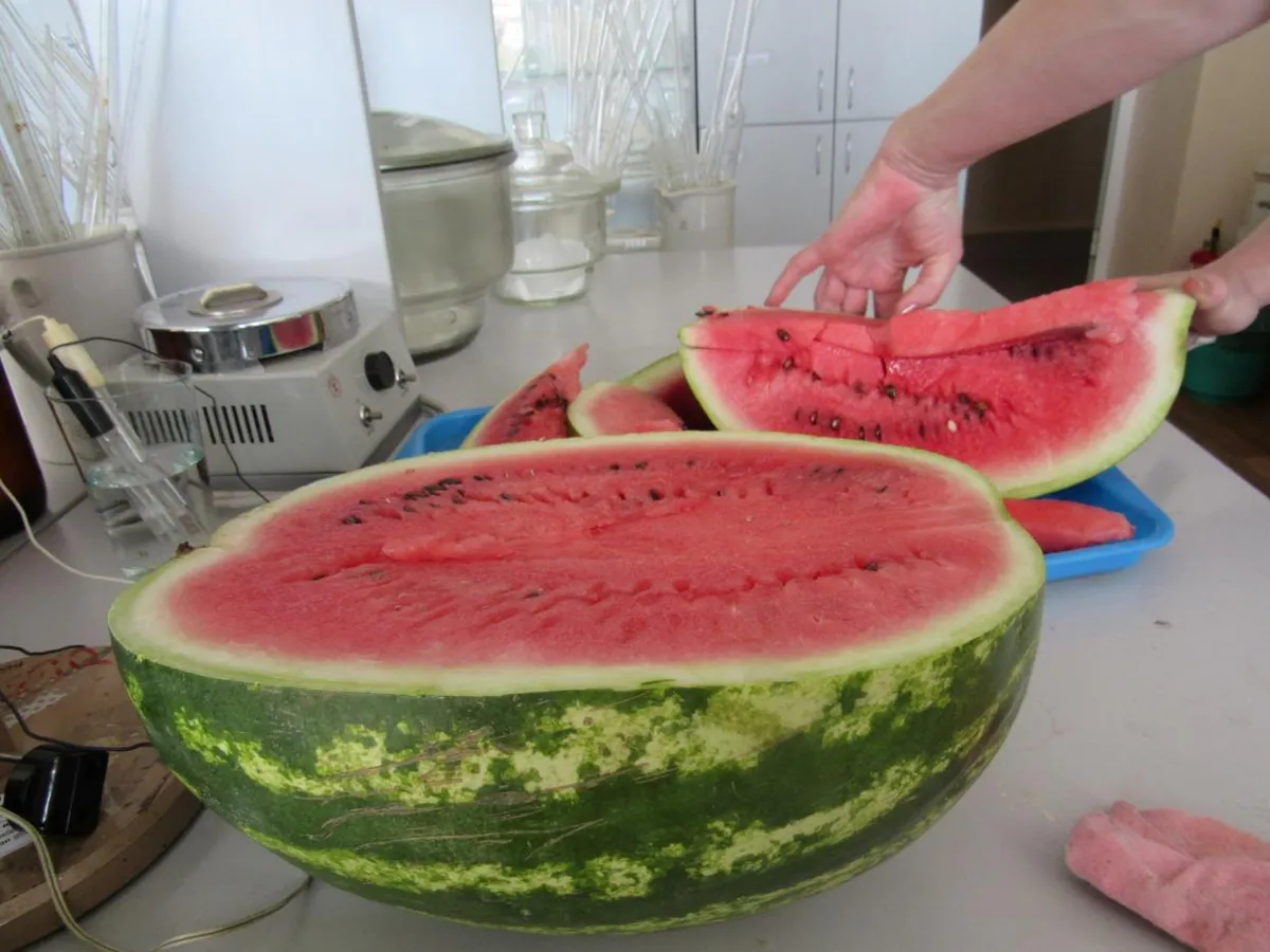 Арбузная катастрофа: как неправильное хранение превращает летний десерт в яд