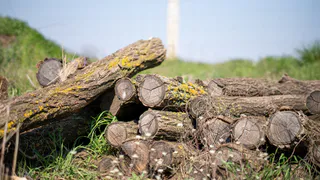 Во Владимирской области взыскали ущерб с предприятий за незаконную вырубку леса