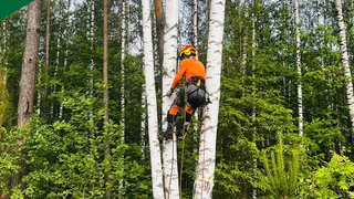 Подведены итоги обработки лесов Гусь-Хрустального района от шелкопряда