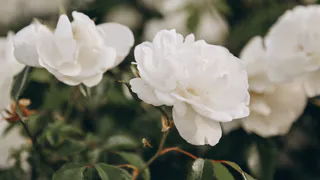 Гороскоп на 9 июля сулит страстные романы и советует избегать суеты