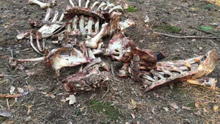 Рязанцы рассказали об останках животных в солотчинском лесу