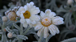 9 мая в Рязанской области ожидаются заморозки до -4