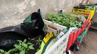 С марта «выгуливаю» рассаду: идет в рост как на дрожжах - помидоры не болеют, а завязей на 40% больше