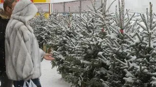 В Нижнекамске будут работать пять елочных базаров