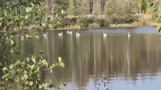 В Судогодском округе охотинспектор запечатлел на озере семью редких лебедей-шипунов