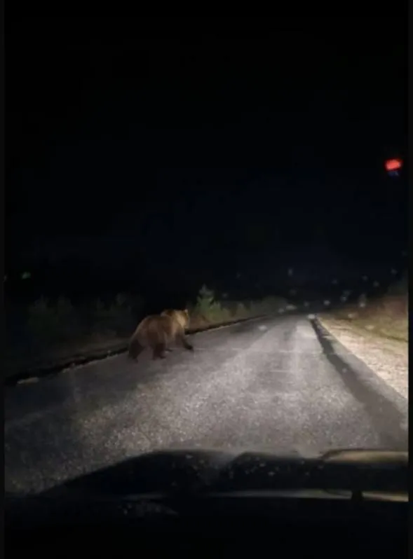 Большой медведь замечен вблизи столицы Татарстана