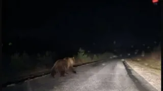 Большой медведь замечен вблизи столицы Татарстана