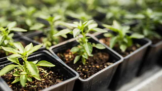 Не рассада, а крепкие "дубки": этим поливают перцы и томаты — и через 3 дня рассада мощная и здоровая