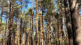 Платный вход в заказник «Белый» власти намерены ввести для его развития