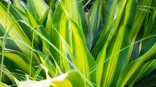 Драцена: секреты успешного ухода и подкормки для здоровья растения