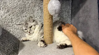 Почему кошки не любят, когда их трогают за хвост: Об этом не знают даже опытные кошатники