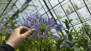 Забыл про плёнку и поликарбонат сразу, как увидел эти теплицы: стоят как вкопанные и радуют урожаем даже в снегопад