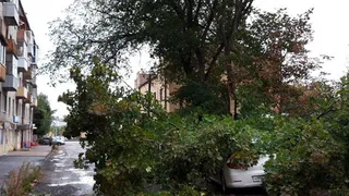 В Брянске ветер «похоронил» несколько машин под деревьями