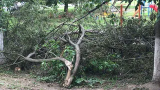 Из-за ремонта дорог: в Рязани вырубили 435 деревьев