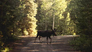Лоси появляются на дорогах в Челябинской области