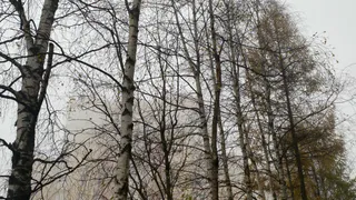 24 октября окутает Коми осенней атмосферой: серо, сыро, холодно