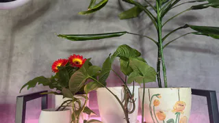 Зимой делаю кофейный жмых для комнатных растений: выливаю под корень удобрение из кружки - цветы оживают на глазах