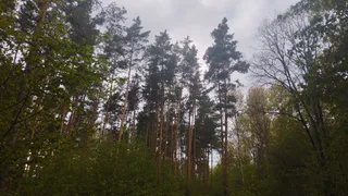 У нас мусор - у них на вес золота: Выяснил, зачем Китай вывозит из России сосновые иголки