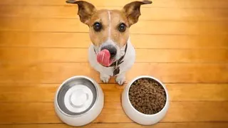 Не в коня корм: названы самые прожорливые породы собак