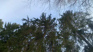 В одном из городов Коми на дереве сидел мужчина, ему вызвали спасателей