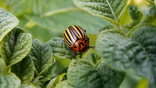 Эффективные методы борьбы с колорадским жуком: защита вашего картофельного урожая