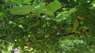 Эта ягода — самая вредная: а мы покупаем её, чтобы порадовать себя, ещё и детей заставляем есть