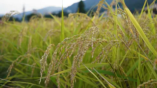 Россия возобновила импорт дикого риса из США: рекордные закупки в начале 2025 года